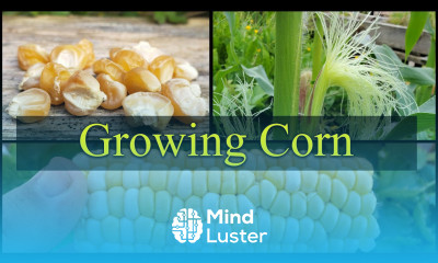 Growing Corn The Definitive Guide For Beginners Part 1