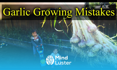 Common Garlic Growing Mistakes And How To Fix Them