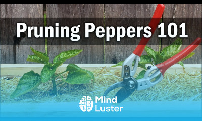 Pruning Pepper Plants Should You Do It