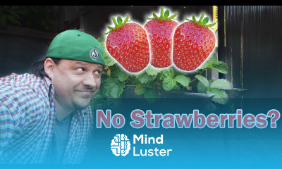 Why You Are Not Getting Any Strawberries
