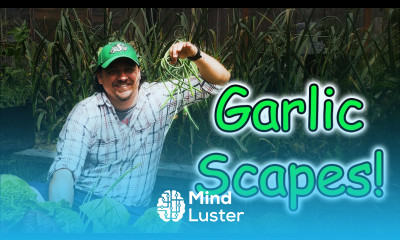 Garlic Scapes Garden Quickie Episode 1