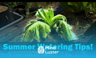 Watering Tricks For Your Garden Garden Quickie Episode 6