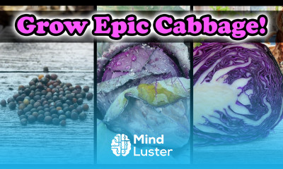 Growing Cabbage Seed To Harvest The Definitive Guide