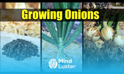 Planting Onions Seed To Harvest The Definitive Guide