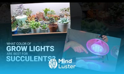 Get the best type of grow lights for succulents they re cheaper and easier than you think
